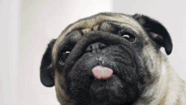 Download Pug Licking Screen Live Wallpaper Gallery