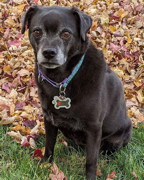 Pin by Nichole W. Sanchez on Pug Cute pugs, Pug mixed breeds, Lab mix