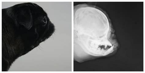 Adorable Pug Head X Ray l2sanpiero