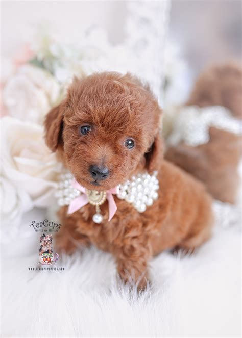 redtoypoodlepuppyforsaleteacuppuppies Teacup puppies, Poodle