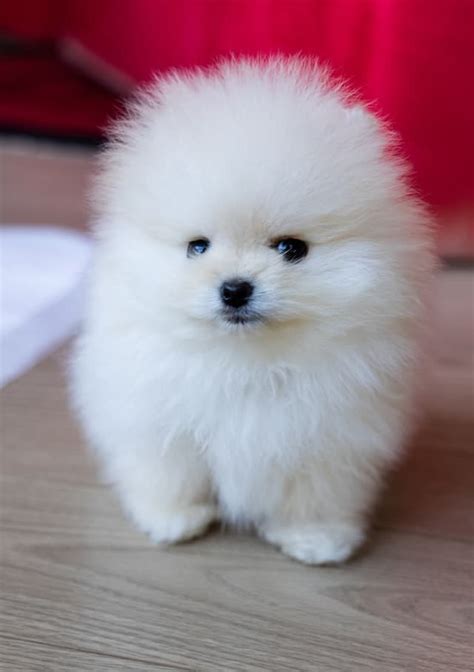 TEACUP PUPPY ★Teacup puppy for sale★ White teacup pomeranian Addel )
