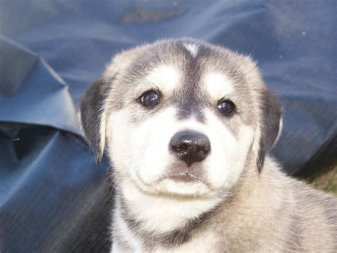 Adorable White Siberian Husky Labrador Retriever Mix