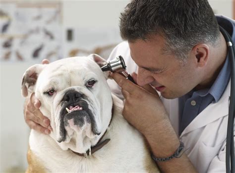 Adorable Yeast Infection Bulldog Dermatitis