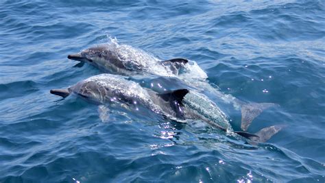 Adriatic Sea Dolphins
