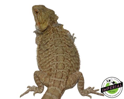 Adult Bearded Dragon For Sale