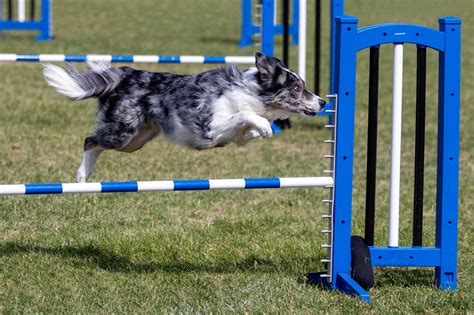 Advanced Fun: Agility and Specialty Classes