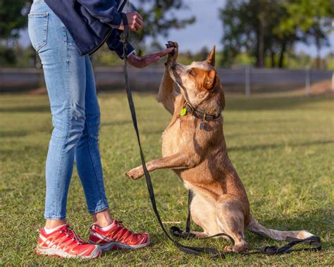 Advanced Obedience Training