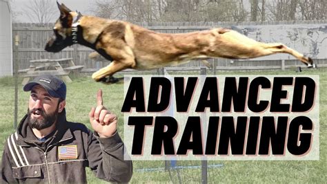 Advanced Obedience and Agility Training