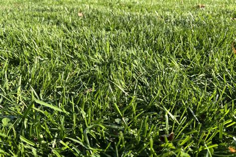 Advanced Strategies to Get Green Grass Quickly