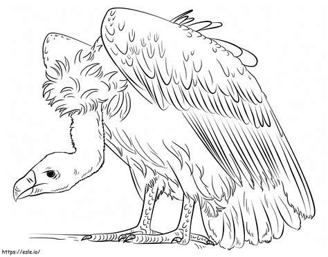 Advanced Techniques for Realistic Vulture Coloring