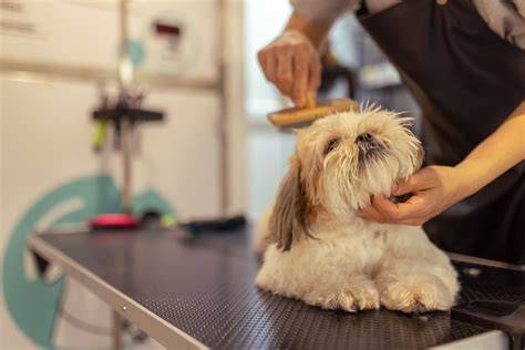 Advantages of Mobile Grooming