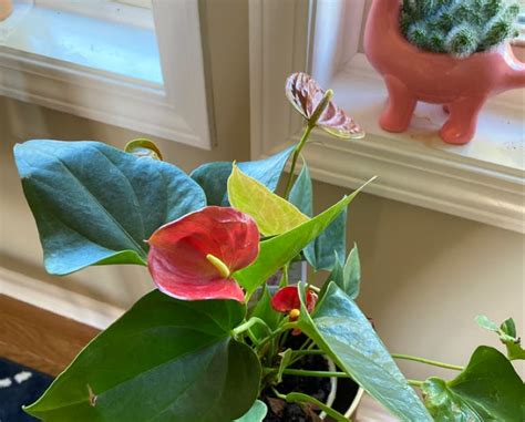 Advantages of Using Flamingo