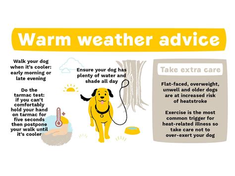 Advice On Dogs