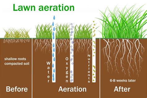 Aeration is Essential for Strong Roots