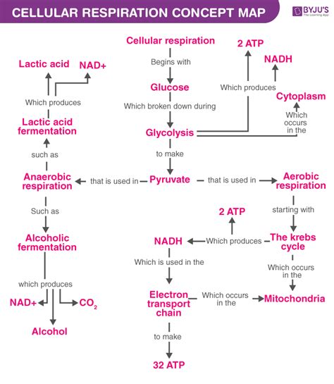 What Are The 3 Stages Of Cellular Respiration