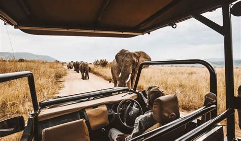 Affordable Safari Options