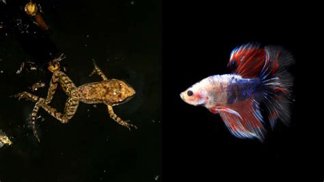 African Dwarf Frog With Betta