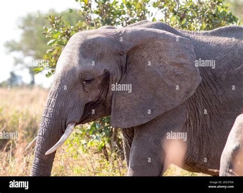 African Elephant Mikumi