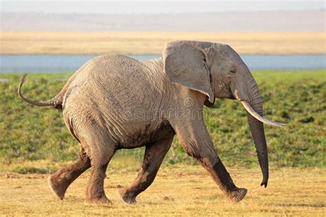 African Elephant Running Speed