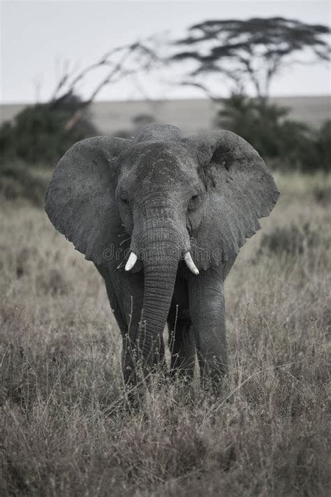 African Elephant