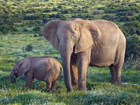 African Elephants