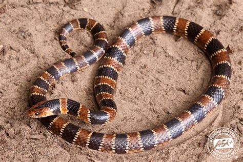 Understanding African Garter Snake Behavior And Habitat Matters