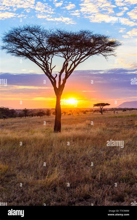 African Safari Landscape