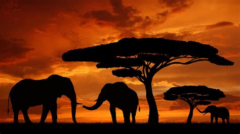 African Safari sunset