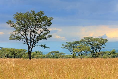 African Savanna