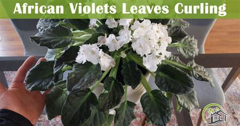 African Violet Curling Leaves