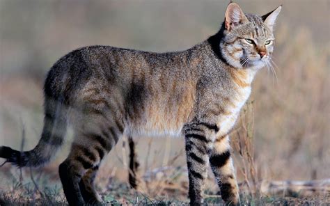 2. Wild Ancestors and Domestication - gambar tajam tapi ringan menggunakan trik dari weserv.nl API lengkapi dengan source image domain