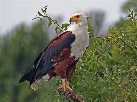 African fish eagle