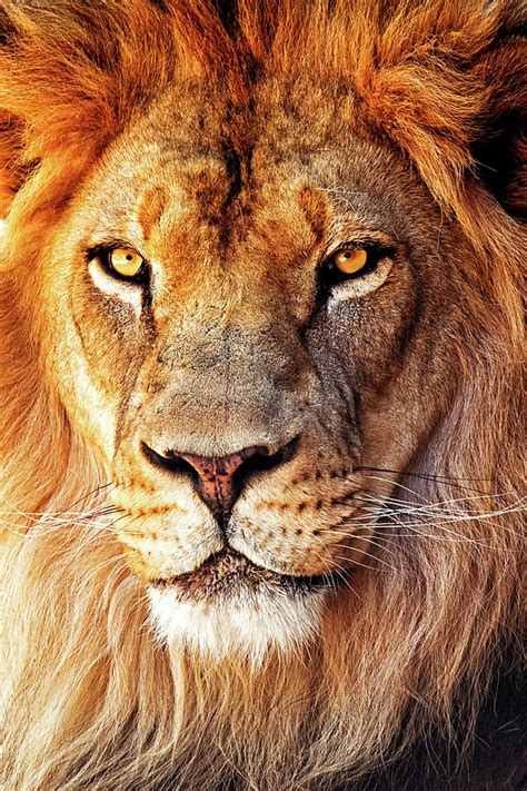 African lion close up