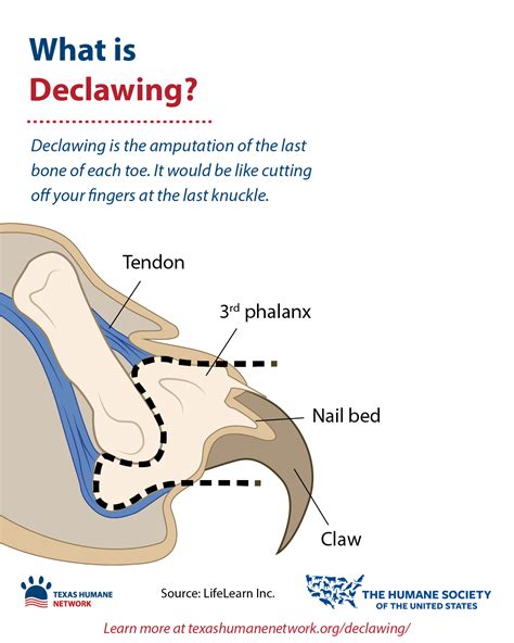 Aftercare For Declawing Cats