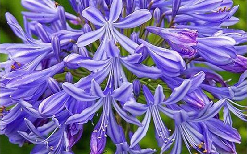 agapanthus how to plant
