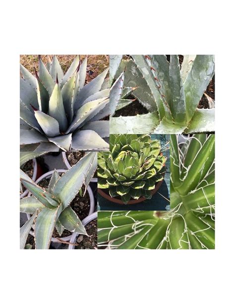 Agave collection