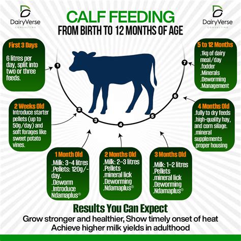 Age Calf Feeding Chart