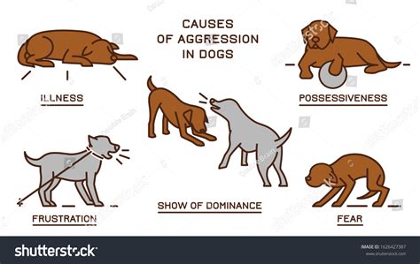 Aggressive Dog Behavior