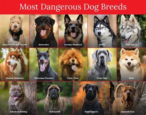 Aggressive Dog Breeds List 2019