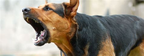 Aggressive dog