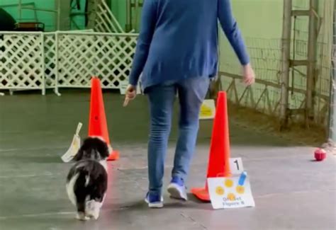 Agility Rally and Fun Classes