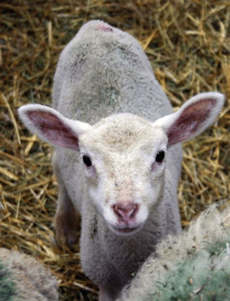 Image de l'Agneau de Pauillac