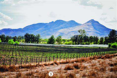 Aguascalientes Vineyard