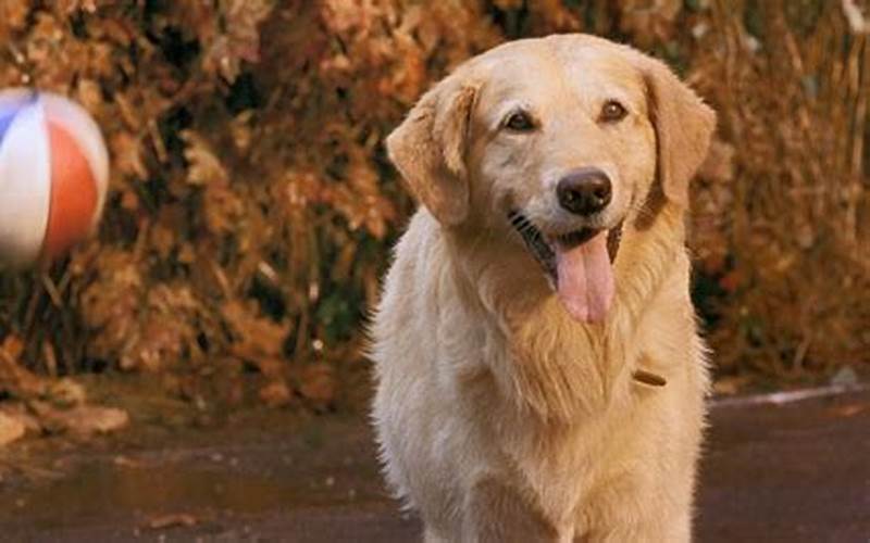 Air Bud 1 Full Movie - A Classic From 1997