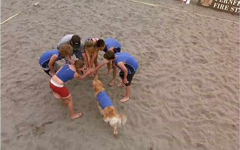 Air Bud Volleyball