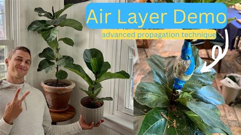 Air Layering Fiddle Leaf Fig