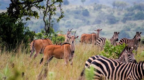 Akagera National Park conservation