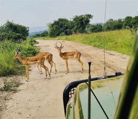 Akagera Safari Day