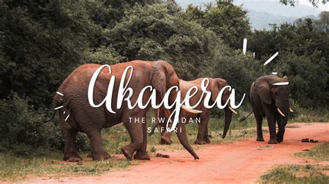 Akagera Safari Tips