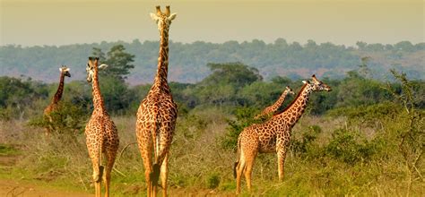 Akagera Wildlife